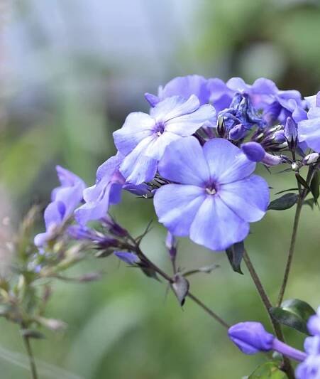Bramble Garden | Country gardener nurturing people, plants – and wildlife