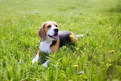 roztomilý pes bígl leží na zelené trávě na letní louce za horkého slunečného dne - bígl - stock snímky, obrázky a fotky