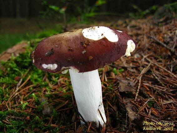Holubinka celokrajná - Russula integra var. integra - Kudluv fotoatlas hubKudluv fotoatlas hub