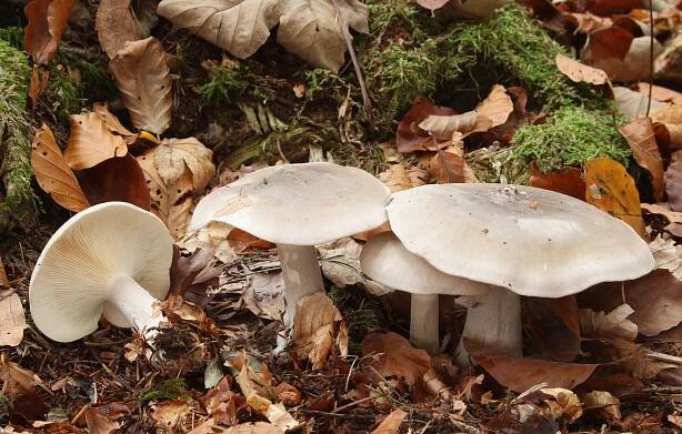 Soubor:Clitocybe nebularis Nebelkappe.jpg – Wikipedie