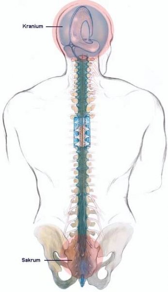 craniosacral-system (2)