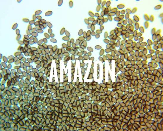 Amazon Microscopy Spore Solution (10ml)