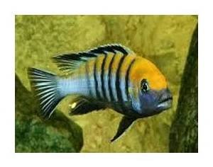 Cynotilapia afra-yellow - Chov a prodej akvarijních ryb Josef Plochý