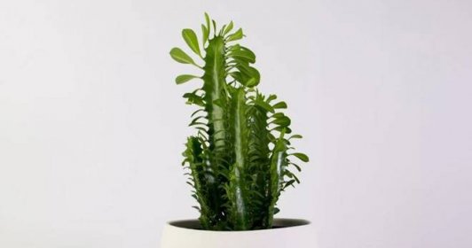 Kaktus Euphorbia - popis jak kvete, jedovatý nebo ne, druhy, domácí péče