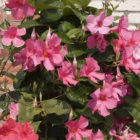 Should I Cut Back Mandevilla – When To Prune Mandevilla Vines