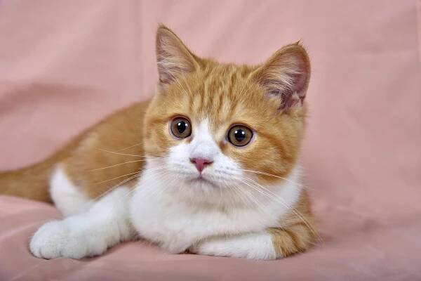 Základová fotografie na téma #krytý, bicolor cat, chlupatý, chodidla, detail, doma, domácí fotografie, domácí mazlíček