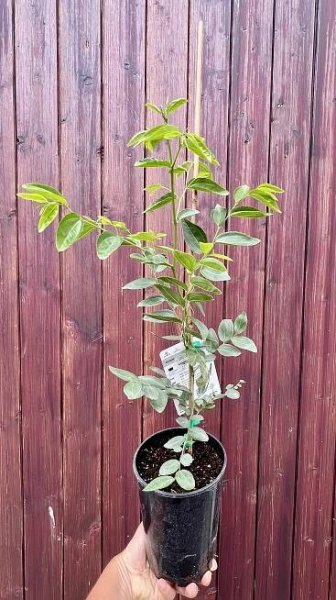 Ziziphus jujuba - Dong Zao,  cca 40-50 cm