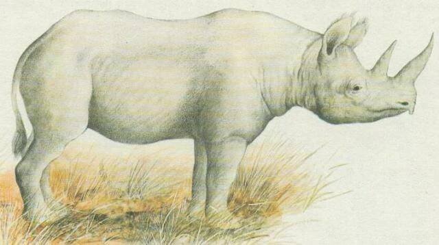 Savci - Lichokopytníci - Nosorožec dvourohý (Diceros bicornis)