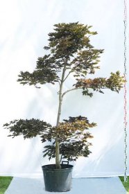 Klon pospolity Kolumna Czerwona - Acer platanoides 'Crimson Sentry' duże drzewo drzewa sadzonki w donicach szkółka sprzedaż sklep do ogrodu sadzenia liściaste liście bonsai