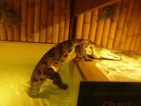 Přírodovědný kroužek (pokročilí) - Krokodýlí zoo v Holešovicích