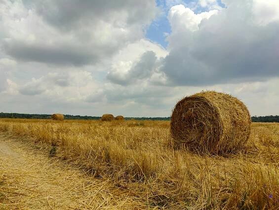 bezplatná Základová fotografie zdarma na téma agrární, balík sena, brčko Základová fotografie