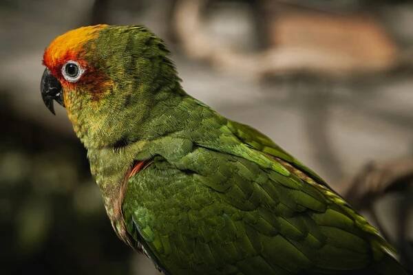bezplatná Základová fotografie zdarma na téma alexandr malý, amazonka, aratinga Základová fotografie