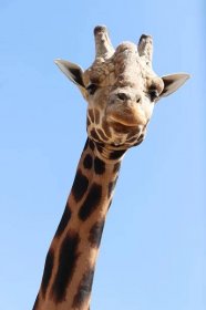 Žirafy, nosorožce, hrošíky či prasata obdivují návštěvníci v plzeňské ZOO už deset let