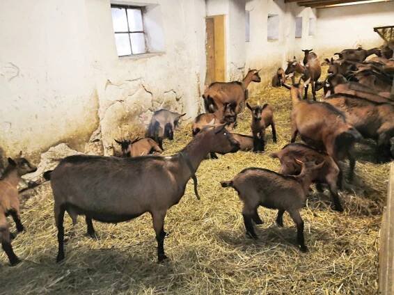 Kozí farma Hážovice | KČT Lysá hora Ostravice