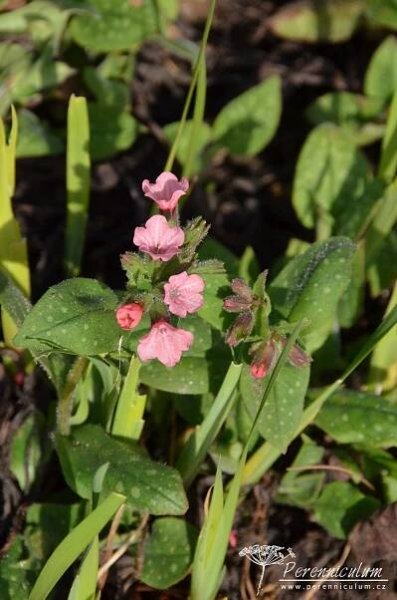 Pulmonaria 'Dora Bielefeld'| Perenniculum