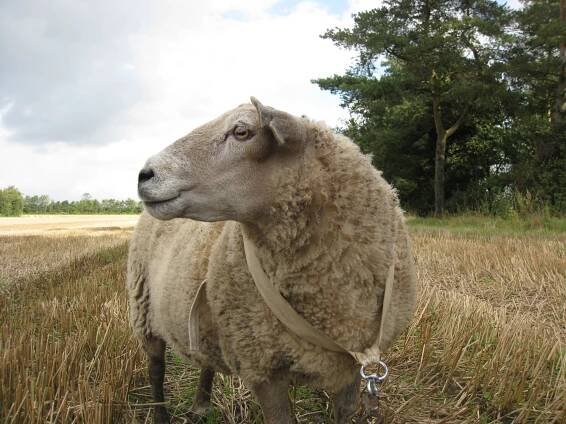Becoming Sheep | Charlotte Grum