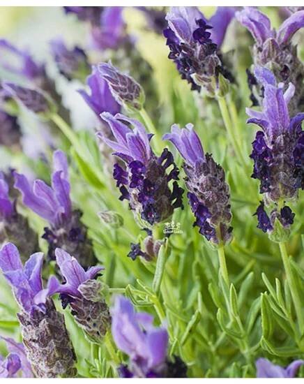 Lavandula stoechas BANDERA DEEP PURPLE - levandule úzkolistá - Lukon Glads s.r.o.