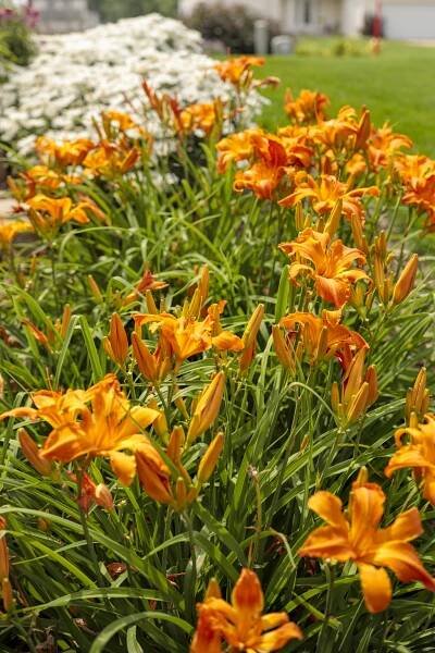 Rainbow Rhythm® 'Primal Scream' - Daylily - Hemerocallis hybrid | Proven Winners