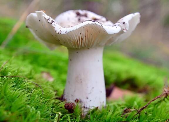 Čirůvka bílá (Tricholoma album)