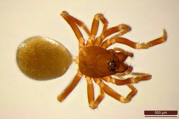 Tapinocyba