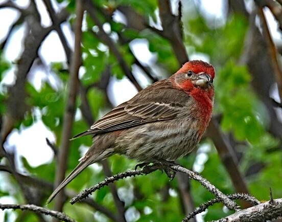 2024-05-21 Birds | CALL Digital Photography 