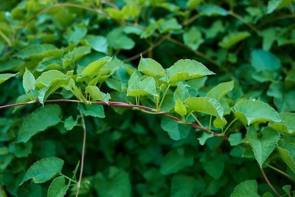 Russian vine. Getty Images