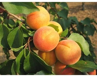 Meruňka pozdní 'Bergeron' - Prunus armeniaca 'Bergeron' Kontejner o objemu 15 litrů zákrsek 175+ cm