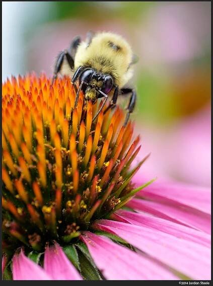 bumblebee2.jpg