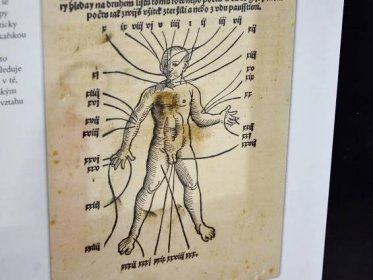Anatomie člověka ve starých tiscích