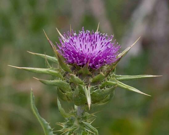 Asteraceae-Thistle-misc – MonFlora