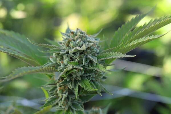 Obrat globálního obchodu s konopím letos přesáhne 35 miliard dolarů - Legalizace