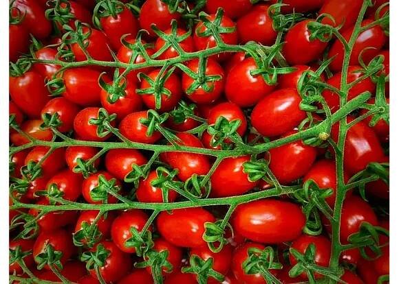 RAJČATA cherry Datterino kg - FANY Gastroservis - vše pro gastronomii