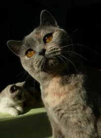 Chovatelská stanice koček: Britská krátkosrstá kočka - ÉCLAT DU SOLEIL,CZ