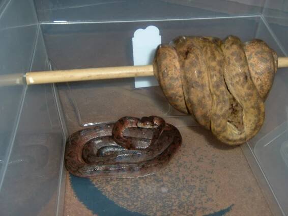 Pochlubte se - Psohlavci (Corallus) - poradna.net