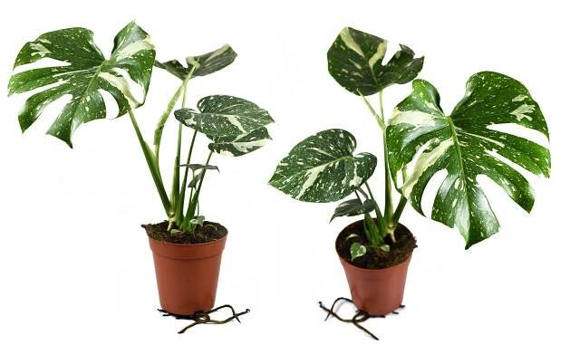 Filodendron neboli monstera (Philodendron pertusum / Monstera deliciosa variegata) – Shadow Inspiration / Shutterstock
