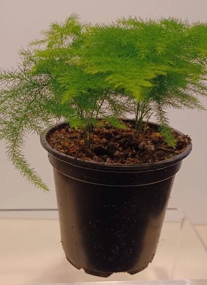 Asparagus Fern Plumosus