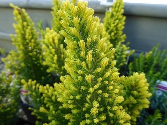 Vřesovec stromovitý 'Estrella Gold'