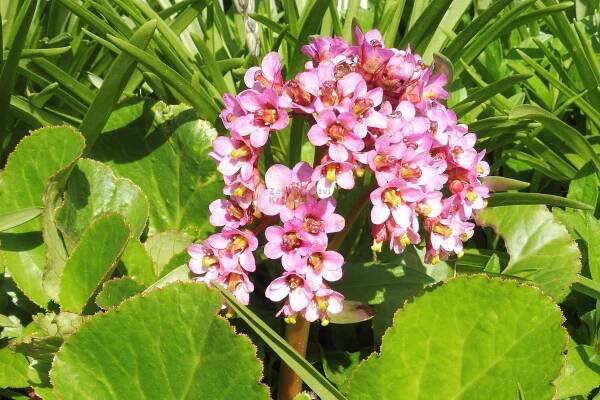 Bergenia cordifolia " Purpurea " - bergénie srdčitá, badan Zahradnictví Krulichovi - zahradnictví, květinářství, trvalky