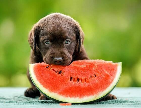 Humans and dogs share genes linked to obesity