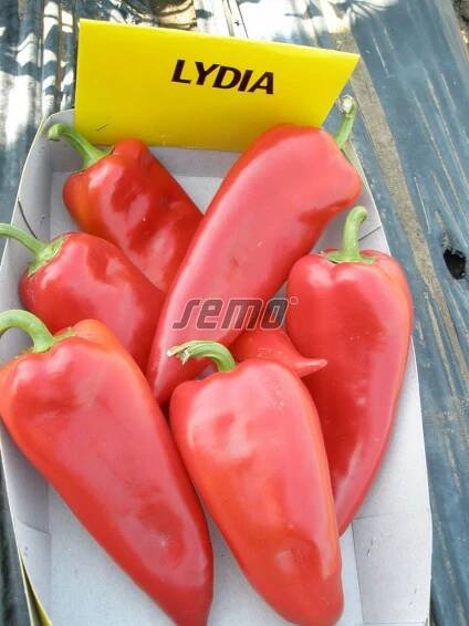 PROFI, Zelenina SEMO - Paprika roční Lydia, p2511
