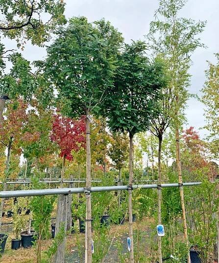 Robinia pseudoacacia 'Umbraculifera' - Kontejnerované | Starkl - zahradní­k spol. s r.o. STROMY