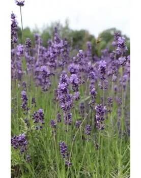 Levandule lékařská 'Hidcote Blue' Ko1l