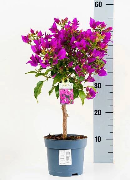 Florali Webshop. Bougainvillea "Sabina" 