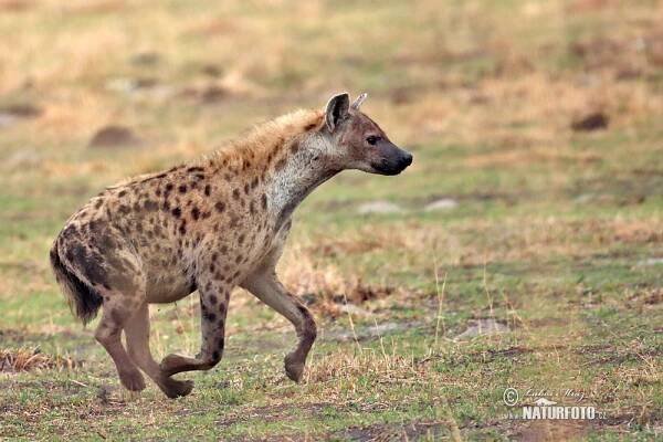 Hyena skvrnitá | Naturfoto.cz
