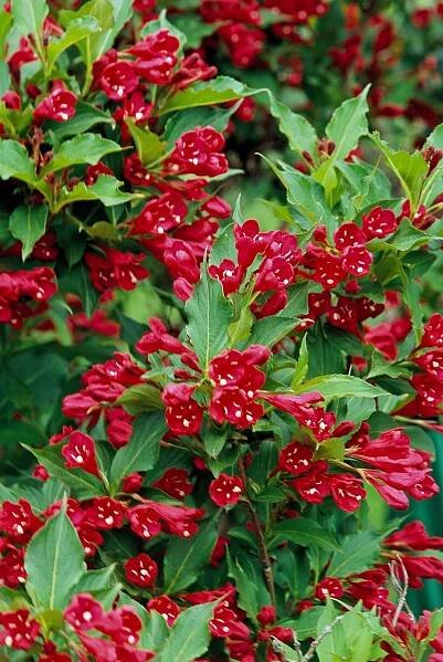red prince weigela blooms
