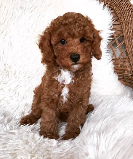 Gallery – West Coast Poodles