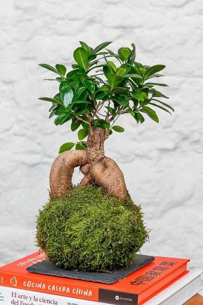 kokedama_ficus_ginseng