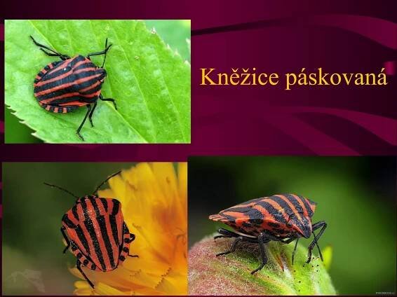 Kněžice páskovaná 
 