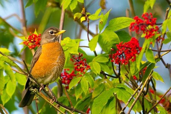Aud_American-Robin_Red-Elderberry_Photo-Mick-Thompson.jpg