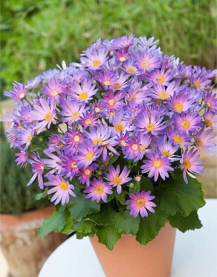 Senetti Magic Salmon